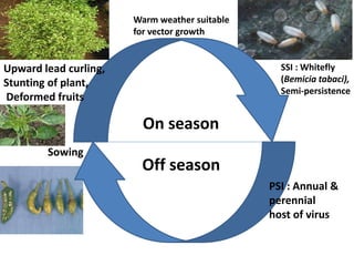On season
Off season
Warm weather suitable
for vector growth
SSI : Whitefly
(Bemicia tabaci),
Semi-persistence
PSI : Annual &
perennial
host of virus
Sowing
Upward lead curling,
Stunting of plant,
Deformed fruits
 