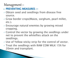  PREVENTING MEASURES :-
 Obtain seed and seedlings from disease free
source.
 Grow border crops(Maize, sorghum, pearl millet,
etc.).
 Encourage natural enemies by growing mixed
cropping.
 Control the vector by growing the seedlings under
net to prevent the whiteflies attack on the
seedlings.
 Use of Yellow sticky strip for the control of vector.
 Treat the seedlings with RAW COW MILK 15% for
20min and transplant.
 