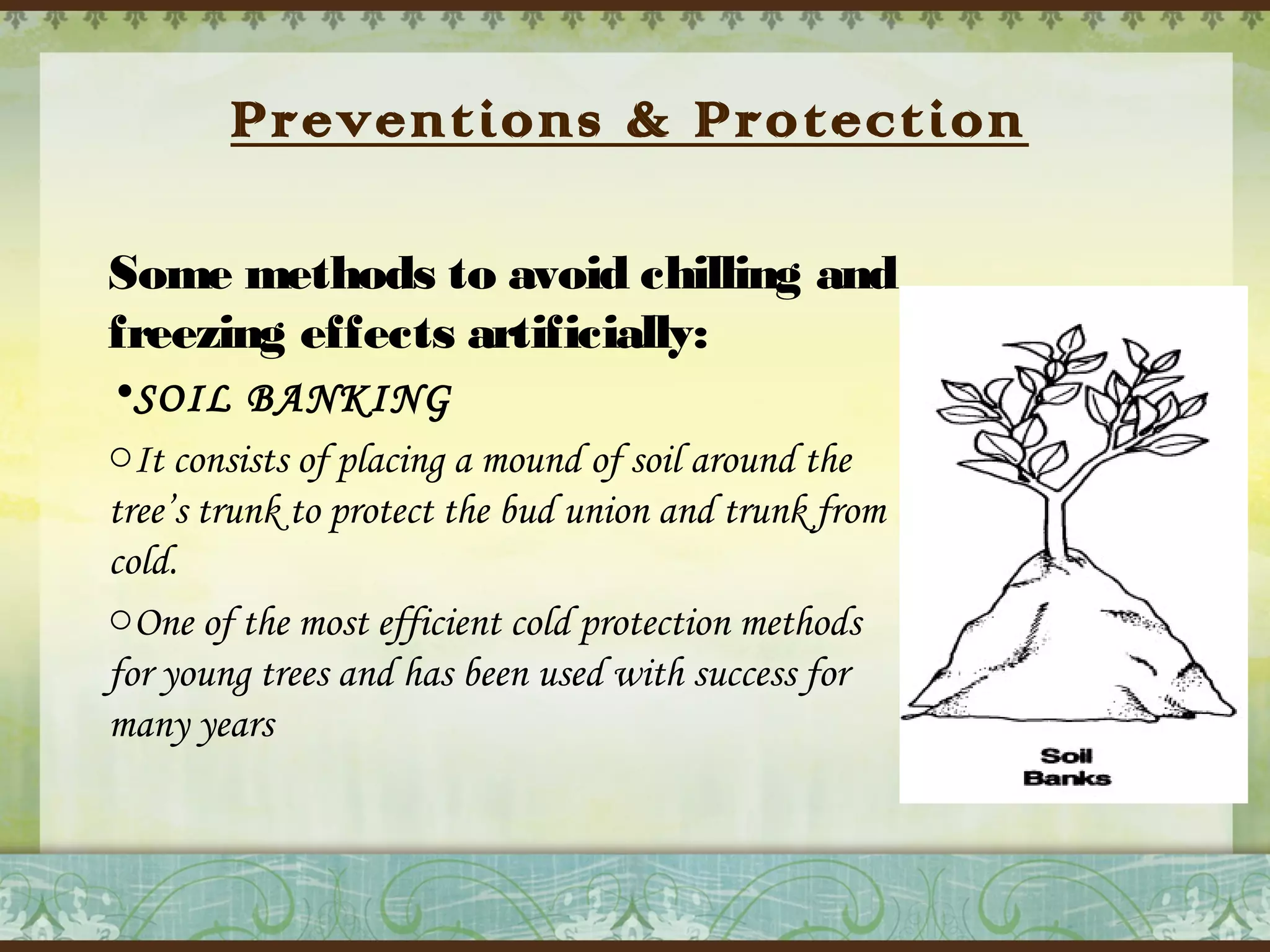 Preventions & Protection
Some methods to avoid chilling and
freezing effects artificially:
•SOIL BANKING
oIt consists of placing a mound of soil around the
tree’s trunk to protect the bud union and trunk from
cold.
oOne of the most efficient cold protection methods
for young trees and has been used with success for
many years

 