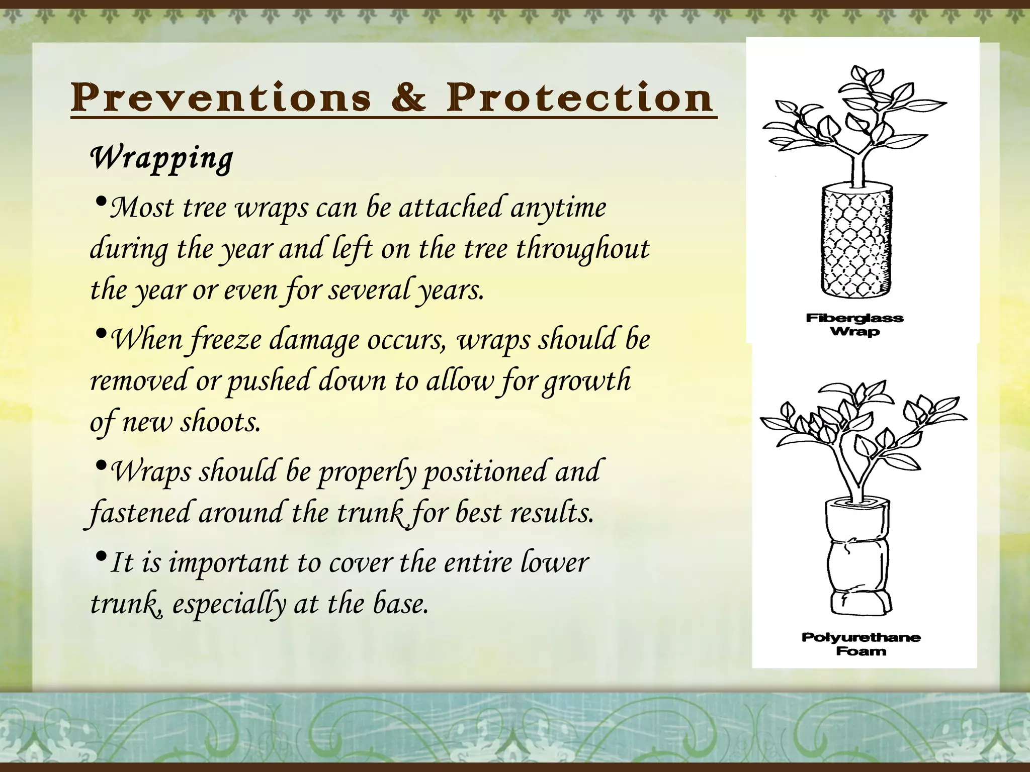 Preventions & Protection
Wrapping
•Most tree wraps can be attached anytime
during the year and left on the tree throughout
the year or even for several years.
•When freeze damage occurs, wraps should be
removed or pushed down to allow for growth
of new shoots.
•Wraps should be properly positioned and
fastened around the trunk for best results.
•It is important to cover the entire lower
trunk, especially at the base.

 