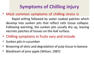 Symptoms of Chilling injury
• Most common symptoms of chilling stress is
Rapid wilting followed by water soaked patches which
develop into sunken pits that reflect cells tissue collapse.
Following warming, the sunken pits usually dry up, leaving
necrotic patches of tissues on the leaf surface.
• Chilling symptoms in fruits vary and include
• Sunken pits in cucumber
• Browning of skins and degradation of pulp tissue in banana
• Blackheart of pine apple (Wilson, 1987)
 