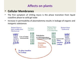 Affects on plants
• Cellular Membranes
• The first symptom of chilling injury is the phase transition from liquid
crytalline phase to solid gel state
• Increase in permeability of plasmalemma results in leakage of organic and
inorganic substances
 