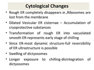 Cytological Changes
• Rough ER completely disappears ie.,Ribosomes are
lost from the membrane
• Dilated Vesicular ER cisternae – Accumulation of
cryoprotective substances
• Transformation of rough ER into vacuolated
smooth ER-represents early stage of chilling
• Since ER-most dynamic structure-full reversibility
of ER ultrastructure is possible
• Swelling of dictyosomes
• Longer exposure to chilling-disintegration of
dictyosomes
 