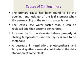 Causes of Chilling injury
• The primary cause has been found to be the
opening (and locking) of the leaf stomata when
the permeability of the roots to water is low.
• The leaves lose water faster than it can be
replaced and they become dehydrated.
• In some plants, the stomata behave properly at
chilling temperatures and the injury is said to be
metabolic.
• A decrease in respiration, photosynthesis and
fatty acid synthesis may all contribute to the chill-
starvation of some plants.
 