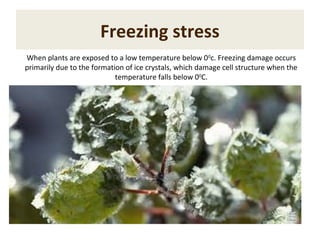 Freezing stress
When plants are exposed to a low temperature below 00
c. Freezing damage occurs
primarily due to the formation of ice crystals, which damage cell structure when the
temperature falls below 00
C.
 