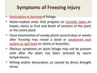 Symptoms of Freezing injury
• Desiccation or burning of foliage
• Water-soaked areas that progress to necrotic spots on
leaves, stems or fruit and death of sections of the plant
or the entire plant.
• Close examination of woody plants several days or weeks
after freezing may reveal a dead or weakened root
system or split bark on stems or branches.
• Obvious symptoms on plant foliage may not be present
until after the plant has been stressed by warm
temperatures.
• Wilting and/or desiccation, as caused by direct drought
stress.
 