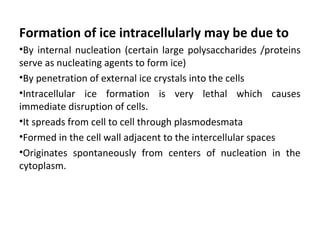 Formation of ice intracellularly may be due to
•By internal nucleation (certain large polysaccharides /proteins
serve as nucleating agents to form ice)
•By penetration of external ice crystals into the cells
•Intracellular ice formation is very lethal which causes
immediate disruption of cells.
•It spreads from cell to cell through plasmodesmata
•Formed in the cell wall adjacent to the intercellular spaces
•Originates spontaneously from centers of nucleation in the
cytoplasm.
 