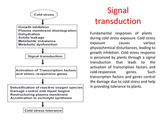 Signal
transduction
Fundamental responses of plants
during cold stress exposure. Cold stress
exposure causes various
physiochemical disturbances, leading to
growth inhibition. Cold stress response
is perceived by plants through a signal
transduction that leads to the
activation of transcription factors and
cold-responsive genes. Such
transcription factors and genes control
the damage due to cold stress and help
in providing tolerance to plants.
 