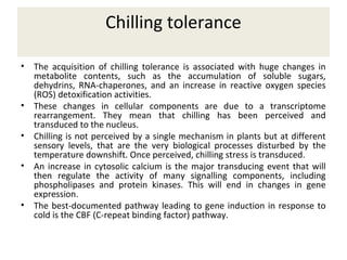Chilling tolerance
• The acquisition of chilling tolerance is associated with huge changes in
metabolite contents, such as the accumulation of soluble sugars,
dehydrins, RNA-chaperones, and an increase in reactive oxygen species
(ROS) detoxification activities.
• These changes in cellular components are due to a transcriptome
rearrangement. They mean that chilling has been perceived and
transduced to the nucleus.
• Chilling is not perceived by a single mechanism in plants but at different
sensory levels, that are the very biological processes disturbed by the
temperature downshift. Once perceived, chilling stress is transduced.
• An increase in cytosolic calcium is the major transducing event that will
then regulate the activity of many signalling components, including
phospholipases and protein kinases. This will end in changes in gene
expression.
• The best-documented pathway leading to gene induction in response to
cold is the CBF (C-repeat binding factor) pathway.
 
