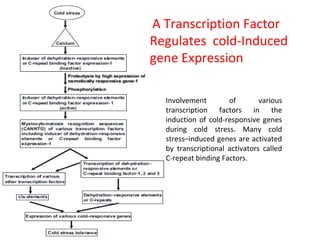 A Transcription Factor
Regulates cold-Induced
gene Expression
Involvement of various
transcription factors in the
induction of cold-responsive genes
during cold stress. Many cold
stress–induced genes are activated
by transcriptional activators called
C-repeat binding Factors.
 