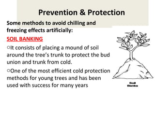 Prevention & Protection
Some methods to avoid chilling and
freezing effects artificially:
SOIL BANKING
oIt consists of placing a mound of soil
around the tree’s trunk to protect the bud
union and trunk from cold.
oOne of the most efficient cold protection
methods for young trees and has been
used with success for many years
 