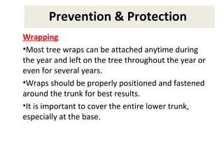 Prevention & Protection
Wrapping
•Most tree wraps can be attached anytime during
the year and left on the tree throughout the year or
even for several years.
•Wraps should be properly positioned and fastened
around the trunk for best results.
•It is important to cover the entire lower trunk,
especially at the base.
Prevention & Protection
 