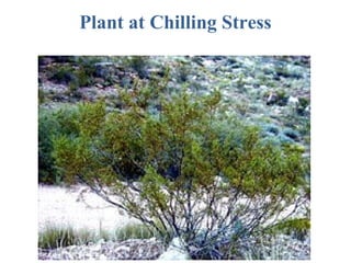 Plant at Chilling Stress
 