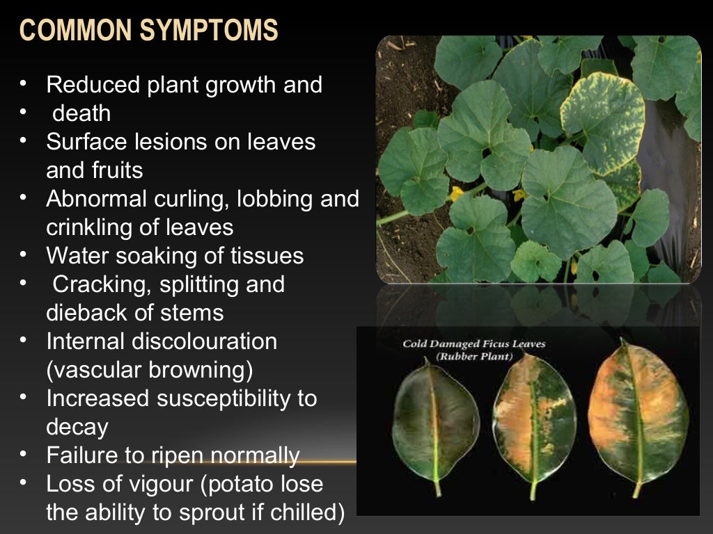 Chilling stress and its effect in plants