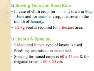 Chilli ppt | PPTX