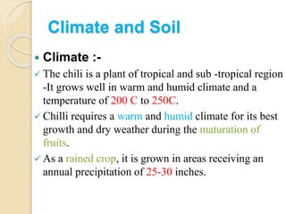 Chilli ppt | PPTX