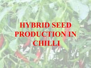 HYBRID SEED
PRODUCTION IN
CHILLI
 