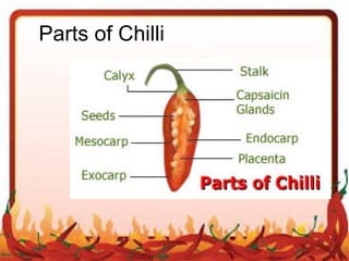 Chilli slide | PPT