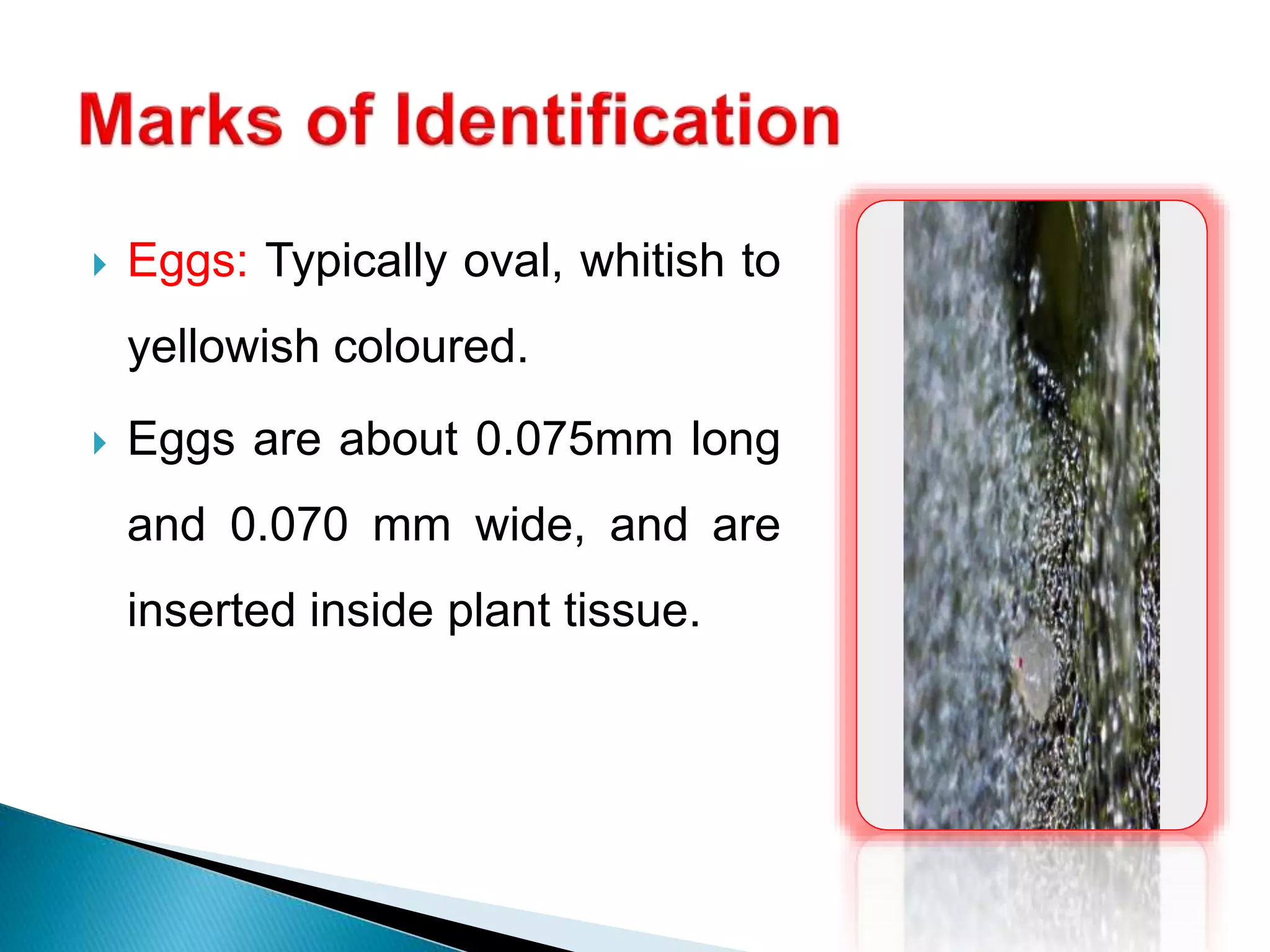 Eggs: Typically oval, whitish to
yellowish coloured.
 Eggs are about 0.075mm long
and 0.070 mm wide, and are
inserted inside plant tissue.
 