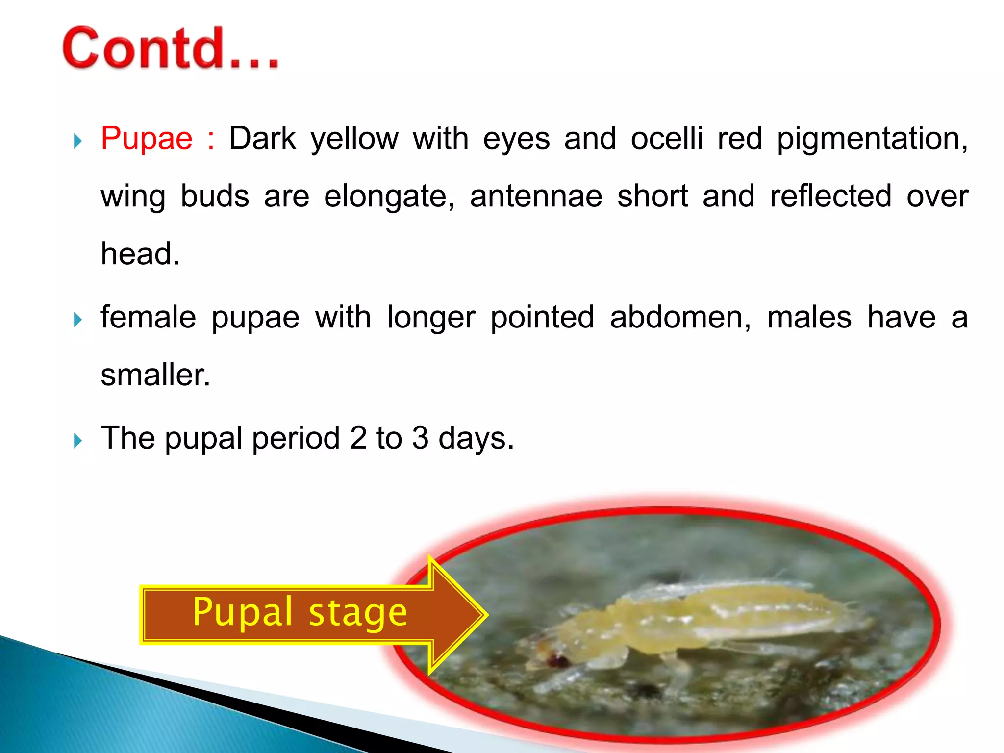  Pupae : Dark yellow with eyes and ocelli red pigmentation,
wing buds are elongate, antennae short and reflected over
head.
 female pupae with longer pointed abdomen, males have a
smaller.
 The pupal period 2 to 3 days.
Pupal stage
 