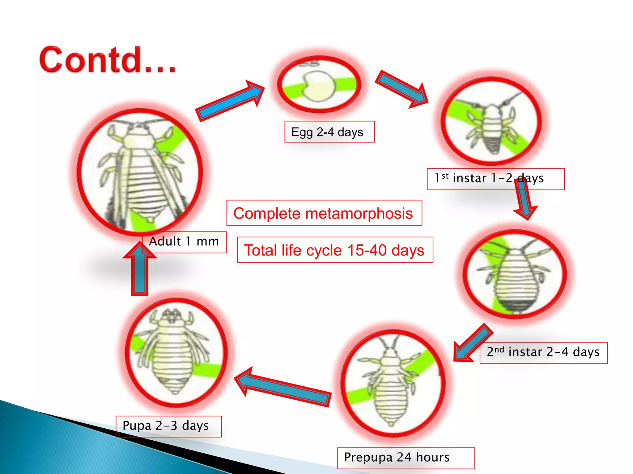 Egg 2-4 days
1st instar 1-2 days
2nd instar 2-4 days
Prepupa 24 hours
Pupa 2-3 days
Adult 1 mm
Total life cycle 15-40 days
Complete metamorphosis
 