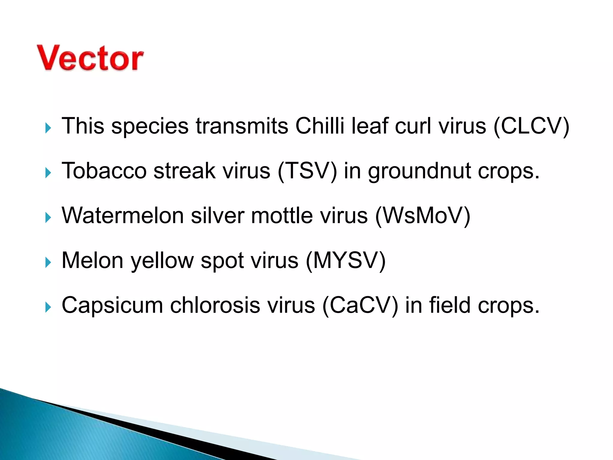  This species transmits Chilli leaf curl virus (CLCV)
 Tobacco streak virus (TSV) in groundnut crops.
 Watermelon silver mottle virus (WsMoV)
 Melon yellow spot virus (MYSV)
 Capsicum chlorosis virus (CaCV) in field crops.
 