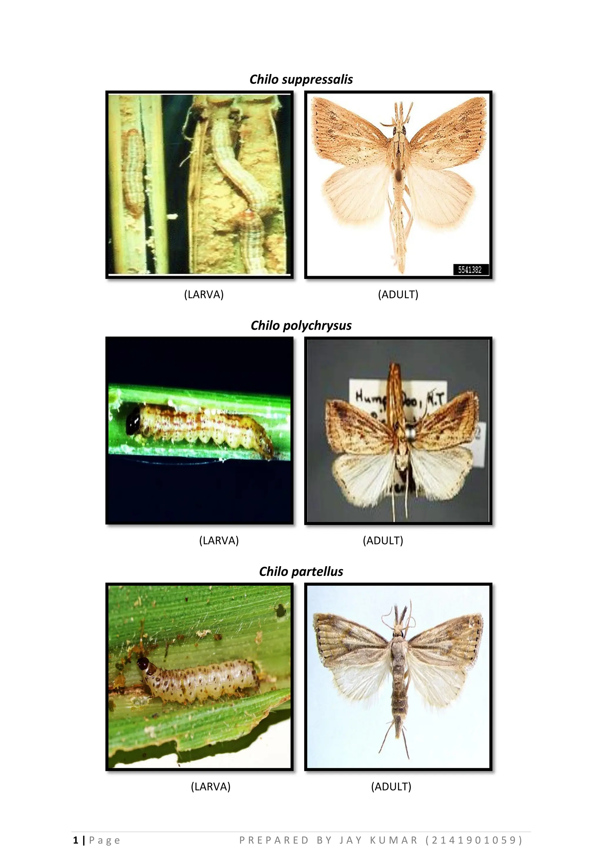 Chilo species PDF