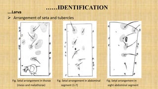 Setal Maize stem borer (Chilo partellus) | PPTX