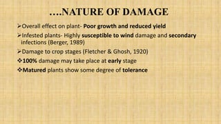 ….NATURE OF DAMAGE
Overall effect on plant- Poor growth and reduced yield
Infested plants- Highly susceptible to wind damage and secondary
infections (Berger, 1989)
Damage to crop stages (Fletcher & Ghosh, 1920)
100% damage may take place at early stage
Matured plants show some degree of tolerance
 