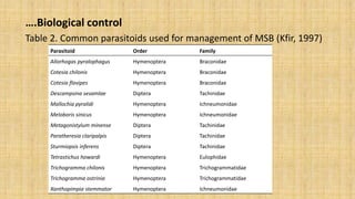 ….Biological control
Table 2. Common parasitoids used for management of MSB (Kfir, 1997)
Parasitoid Order Family
Allorhogas pyralophagus Hymenoptera Braconidae
Cotesia chilonis Hymenoptera Braconidae
Cotesia flavipes Hymenoptera Braconidae
Descampsina sesamlae Diptera Tachinidae
Mallochia pyralidi Hymenoptera Ichneumonidae
Meloboris sinicus Hymenoptera Ichneumonidae
Metagonistylum minense Diptera Tachinidae
Paratheresia claripalpis Diptera Tachinidae
Sturmiopsis inferens Diptera Tachinidae
Tetrastichus howardi Hymenoptera Eulophidae
Trichogramma chilonis Hymenoptera Trichogrammatidae
Trichogramma ostrinia Hymenoptera Trichogrammatidae
Xanthopimpia stemmator Hymenoptera Ichneumonidae
 