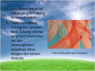 2. Lalu, udara masuk ke
trakea yang bercabang
ke seluruh tubuh.
3. Trakea bercabang-
cabang dan semakin
kecil. Cabang-cabang
yang kecil menembus
sel, dan
memungkinkan
terjadinya difusi
oksigen dan karbon
dioksida.
Sistem trakea pada lipan (chilopoda)
 