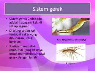 Sistem gerak
• Sistem gerak Chilopoda
adalah sepasang kaki di
setiap segmen.
• Di ujung setiap kaki
terdapat cakar yang
dibunakan untuk
berjalan.
• Scutigera memiliki
rambut di ujung kakinya
untuk memperbesar gaya
gesek dengan tanah
Kaki dengan cakar di ujungnya
Scutigera
 