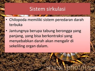 Sistem sirkulasi
• Chilopoda memiliki sistem peredaran darah
terbuka
• Jantungnya berupa tabung berongga yang
panjang, yang bisa berkontraksi yang
menyebabkan darah akan mengalir di
sekeliling organ dalam.
 