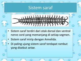 Sistem saraf
• Sistem saraf terdiri dari otak dorsal dan ventral
nerve cord yang memanjang di setiap segmen.
• Sistem saraf mirip dengan Annelida.
• Di paling ujung sistem saraf terdapat rambut
yang disebut setae.
 