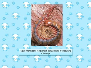 Lipan merespons rangsangan dengan cara menggulung
tubuhnya.
 