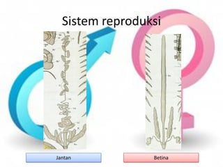 Sistem reproduksi
Jantan Betina
 