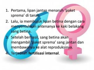 1. Pertama, lipan jantan menaruh ‘paket
sprema’ di tanah.
2. Lalu, ia membujuk lipan betina dengan cara
menyentuhkan antenanya ke kaki belakang
sang betina.
3. Setelah berhasil, sang betina akan
mengambil ‘paket sprema’ sang jantan dan
membawanya ke alat reproduksinya.
4. Terjadilah fertilisasi internal.
 