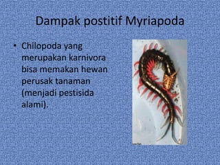 Dampak postitif Myriapoda
• Chilopoda yang
merupakan karnivora
bisa memakan hewan
perusak tanaman
(menjadi pestisida
alami).
 