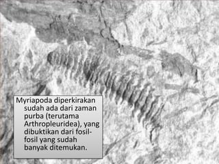 Myriapoda diperkirakan
sudah ada dari zaman
purba (terutama
Arthropleuridea), yang
dibuktikan dari fosil-
fosil yang sudah
banyak ditemukan.
 
