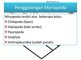 Penggolongan Myriapoda
Miryapoda terdiri atas beberapa kelas:
Chilopoda (lipan)
Diplopoda (kaki seribu)
Pauropoda
Smphyla
Arthropleuridea (sudah punah)
 