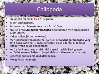 Chilopoda
• Chilopoda memiliki 15-173 segmen.
• Tubuh agak gepeng.
• Secara umum berukuran antara 1cm-10cm.
• Khusus ordo Scolopendromorpha bisa tumbuh mencapai ukuran
23cm-28cm.
• Hidup soliter (tidak berkoloni).
• Merupakan hewan nokturnal (kecuali ordo Scutigeromorpha yang
aktif pada siang hari), pada siang hari biasa ditemui di tempat-
tempat yang gelap dan lembab.
• Ketika lingkungannya mulai tidak sesuai (terlalu kering atau
lembab), mereka bahkan bisa pindah ke dalam rumah manusia.
• Beberapa spesies hidup di dalam gua.
• Menghindari manusia.
 