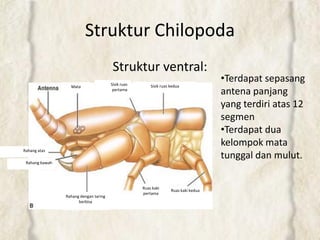 Struktur Chilopoda
Struktur ventral:
Rahang dengan taring
berbisa
Ruas kaki
pertama
Ruas kaki kedua
Mata
Rahang atas
Rahang bawah
Sisik ruas
pertama
Sisik ruas kedua
•Terdapat sepasang
antena panjang
yang terdiri atas 12
segmen
•Terdapat dua
kelompok mata
tunggal dan mulut.
 