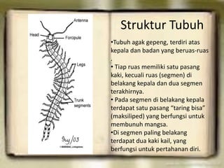 Struktur Tubuh
•Tubuh agak gepeng, terdiri atas
kepala dan badan yang beruas-ruas
.
• Tiap ruas memiliki satu pasang
kaki, kecuali ruas (segmen) di
belakang kepala dan dua segmen
terakhirnya.
• Pada segmen di belakang kepala
terdapat satu pasang “taring bisa”
(maksiliped) yang berfungsi untuk
membunuh mangsa.
•Di segmen paling belakang
terdapat dua kaki kail, yang
berfungsi untuk pertahanan diri.
 