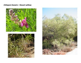 Chilopsis linearis – Desert willow

 