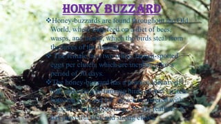 Buzzard Insect Chiltan hazarganji national park balochistan pakistan | PPTX