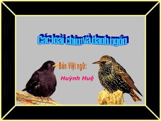 Các loài chim và danh ngôn Bản Việt ngữ: Huỳnh Huệ 