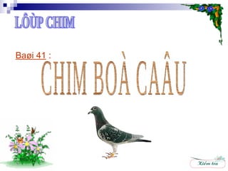 Baøi 41  :   CHIM BOÀ CAÂU LÔÙP CHIM 