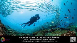 BUCEO EN EL MAR DE LAS ISLAS GALÁPAGOS.
Gracias a la confluencia de tres corrientes oceánicas,
estas aguas albergan una gran variedad de especies marinas.
 