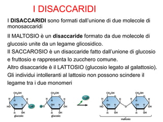 I DISACCARIDI sono formati dall’unione di due molecole di
monosaccaridi
Il MALTOSIO è un disaccaride formato da due molecole di
glucosio unite da un legame glicosidico.
Il SACCAROSIO è un disaccaride fatto dall’unione di glucosio
e fruttosio e rappresenta lo zucchero comune.
Altro disaccaride è il LATTOSIO (glucosio legato al galattosio).
Gli individui intolleranti al lattosio non possono scindere il
legame tra i due monomeri
I DISACCARIDI
 