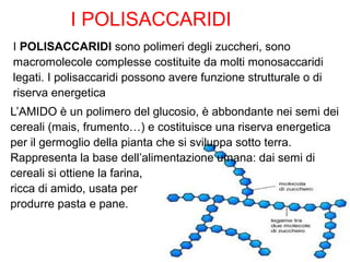 I POLISACCARIDI sono polimeri degli zuccheri, sono
macromolecole complesse costituite da molti monosaccaridi
legati. I polisaccaridi possono avere funzione strutturale o di
riserva energetica
L’AMIDO è un polimero del glucosio, è abbondante nei semi dei
cereali (mais, frumento…) e costituisce una riserva energetica
per il germoglio della pianta che si sviluppa sotto terra.
Rappresenta la base dell’alimentazione umana: dai semi di
cereali si ottiene la farina,
ricca di amido, usata per
produrre pasta e pane.
I POLISACCARIDI
 